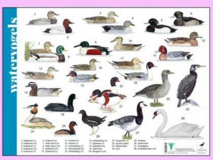 Herkenningskaart Watervogels 1