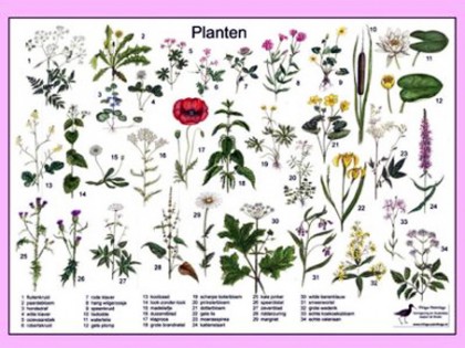 Herkenningskaart Planten 1