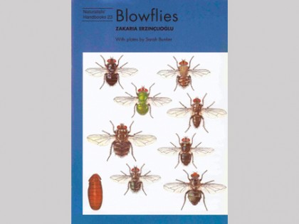 Blowflies 1