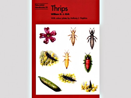 Thrips 1