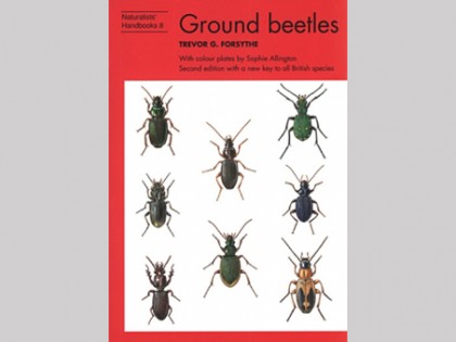Ground beetles 1