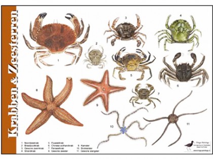 Herkenningskaart Krabben en Zeesterren 1