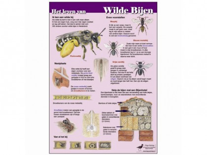 Het leven van wilde bijen 1