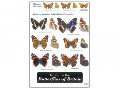 Guide to the Butterflies 1