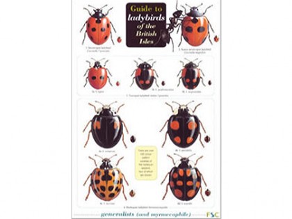 Guide to ladybirds (lieveheersbeestjes) 1