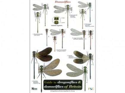 Guide to dragonflies & damselflies 1