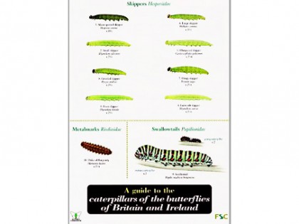 A guide to caterpillers of the butterflies 1