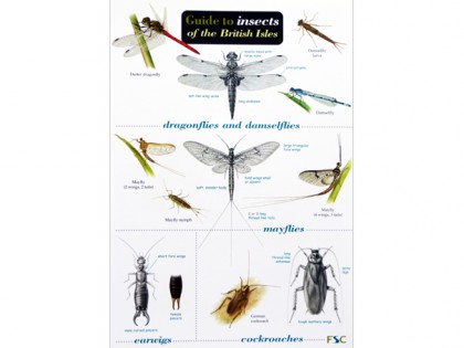 Guide to insects of British Isles 1