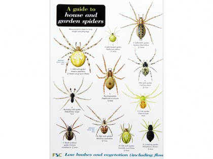 A guide to house and garden spiders 1