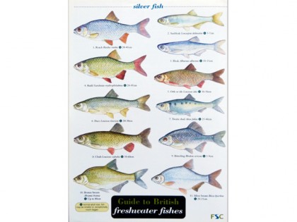 Guide to freshwater fishes 1