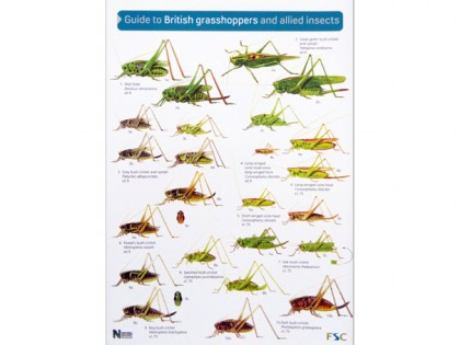 Guide to British grasshoppers 1