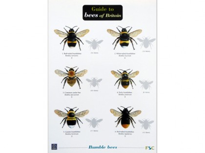 Guide to bees of Britain 1