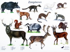 Herkenningskaart Zoogdieren