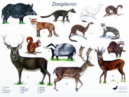 Herkenningskaart Zoogdieren 1