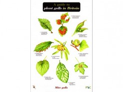 A guide to plant galls