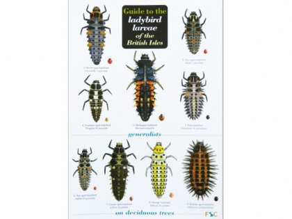 Guide to the ladybird larvae 1