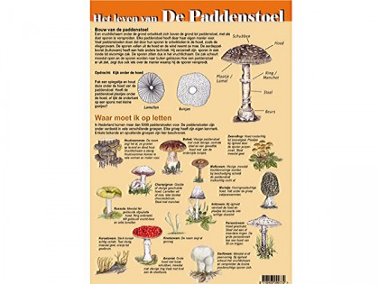 Het leven van de paddenstoel 1