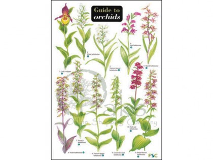 Guide to Orchids 1