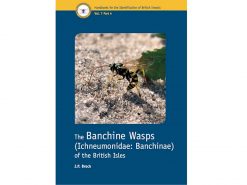 7.312 The Banchine Wasps