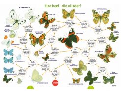 KNNV00 Speuren en vinden 35 zoekkaarten vlinders1