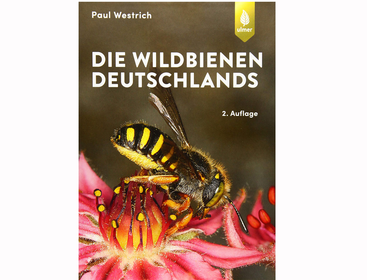 wildbienen-deutschlands-A2