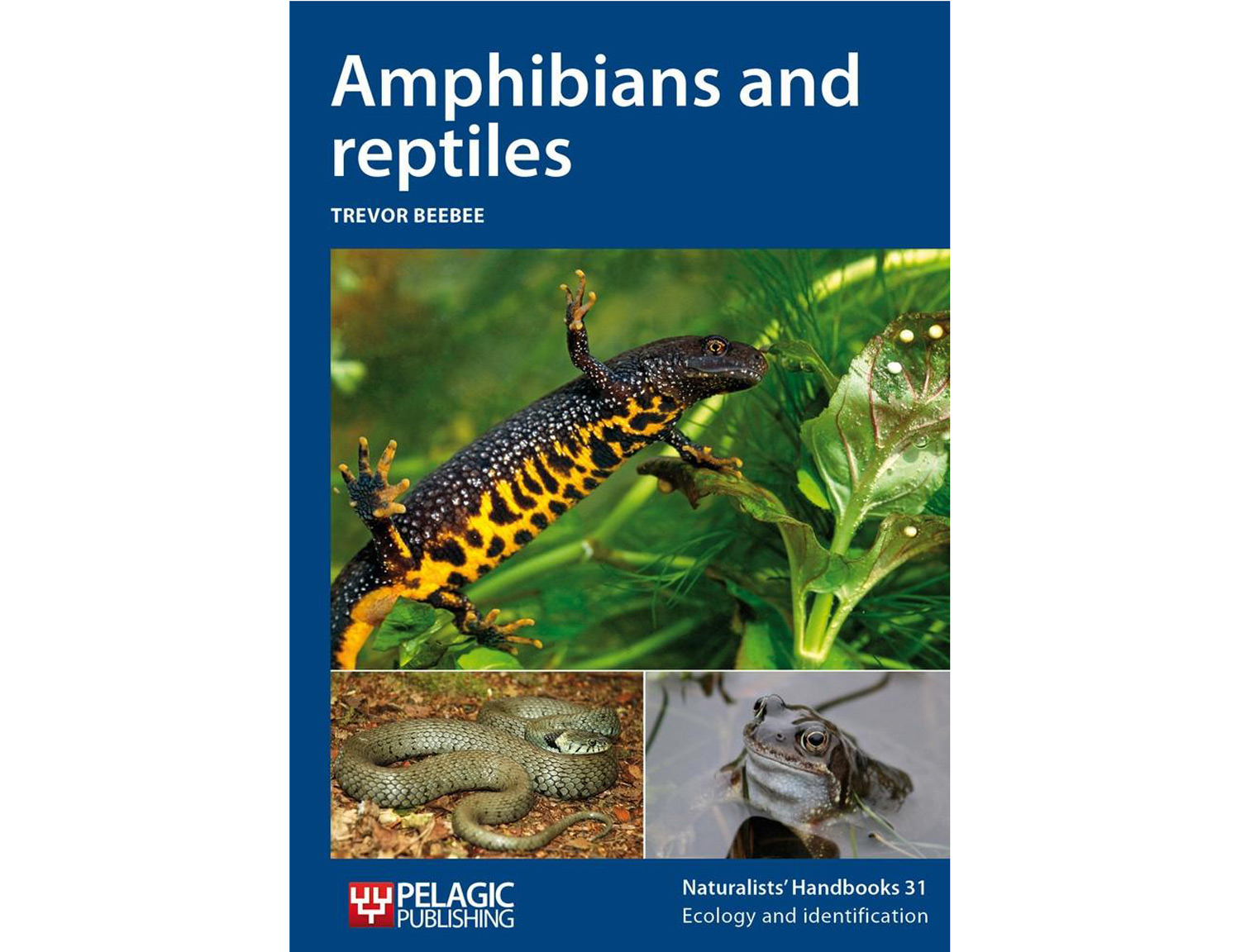 amphibiens-and-reptiles-pelagic