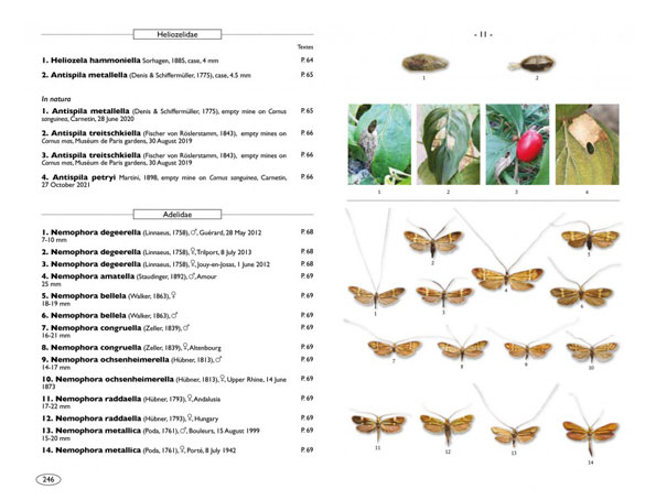 moth-of-europe-vol-7-microlepidoptera-1-(1)