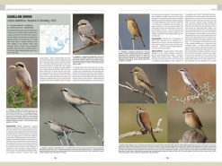 HB02 handbook-of-western-pal.-birds-vol1+2.2 binnen1