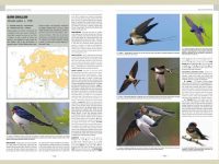 HB02 handbook-of-western-pal.-birds-vol1+2.2 binnen2