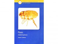 Fleas - Siphonaptera