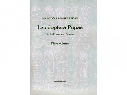 Lepidoptera Pupae