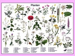 Herkenningskaart Planten