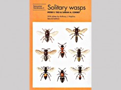 Solitary Wasps