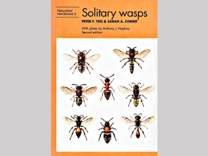 Solitary Wasps 1