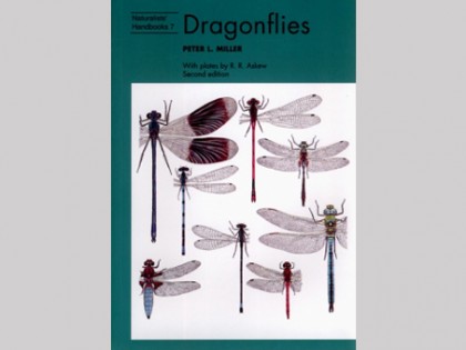 Dragonflies 1