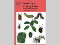 Insects on cherry trees