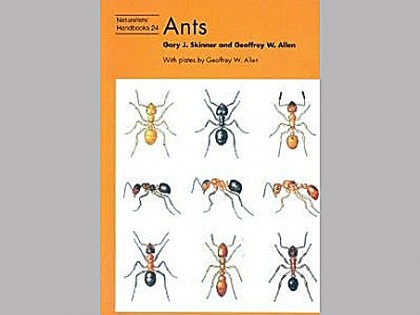 Ants 1
