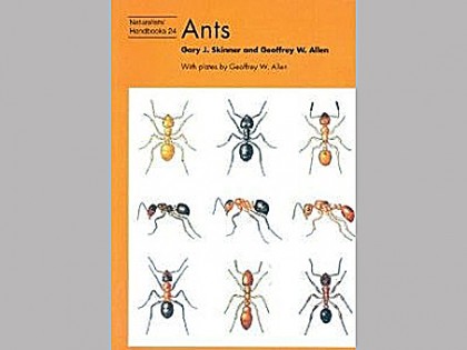 Ants 1