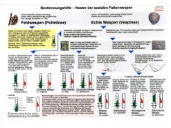 Nester der soziale Faltenwespen