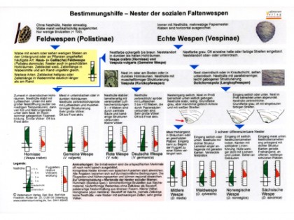 Nester der soziale Faltenwespen 1