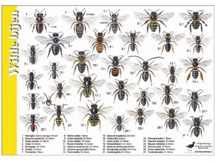 Herkenningskaart Wilde Bijen 1