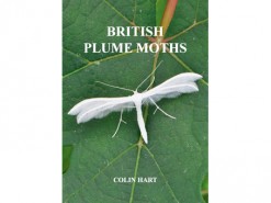 British Plume Moths