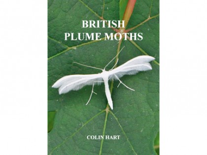 British Plume Moths 1