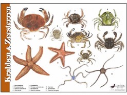 Herkenningskaart Krabben en Zeesterren