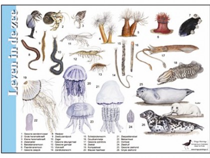 Herkenningskaart Leven in de zee 1