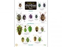 Guide to shieldbugs of the British Isles