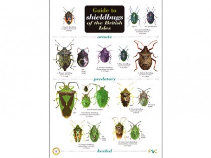 Guide to shieldbugs of the British Isles 1