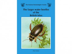 The larger water beetles