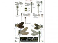 Guide to dragonflies & damselflies