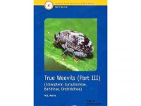 True Weevils part III